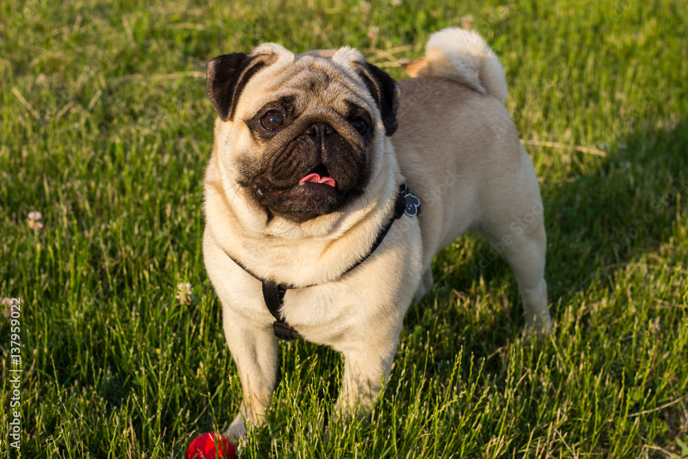 A funny dog pug mops brings happy over the meadow with a red ball
