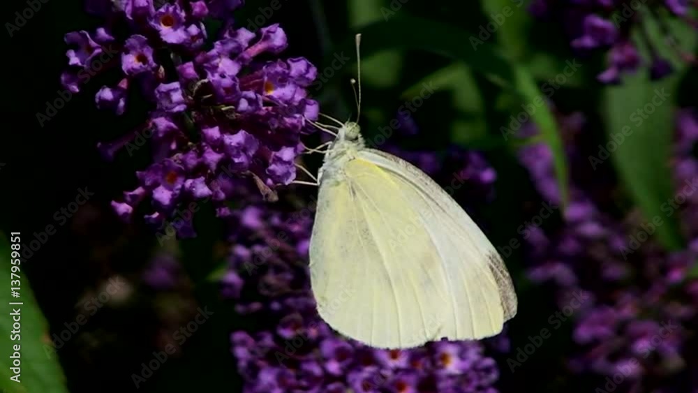 Ein Großer Kohlweißling saugt mit seinem Rüssel an den Blüten eines Sommerflieders (Großaufnahme) Ein Großer Kohlweißling saugt mit seinem Rüssel an den Blüten eines Sommerflieders (Großaufnahme)