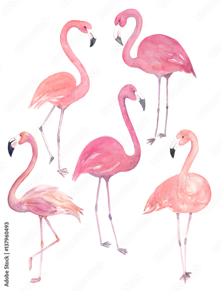 Naklejka premium Set watercolor random flamingos