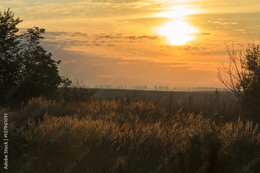 Fototapeta premium Outskirts wild virgin field