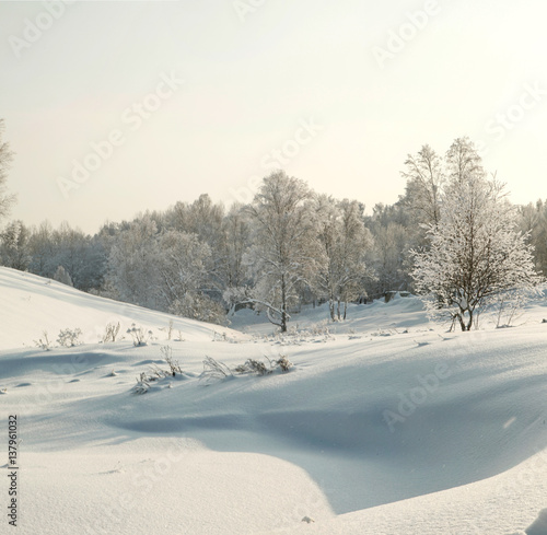 Winter hoary forest in deep snowat evening © Aleksandr