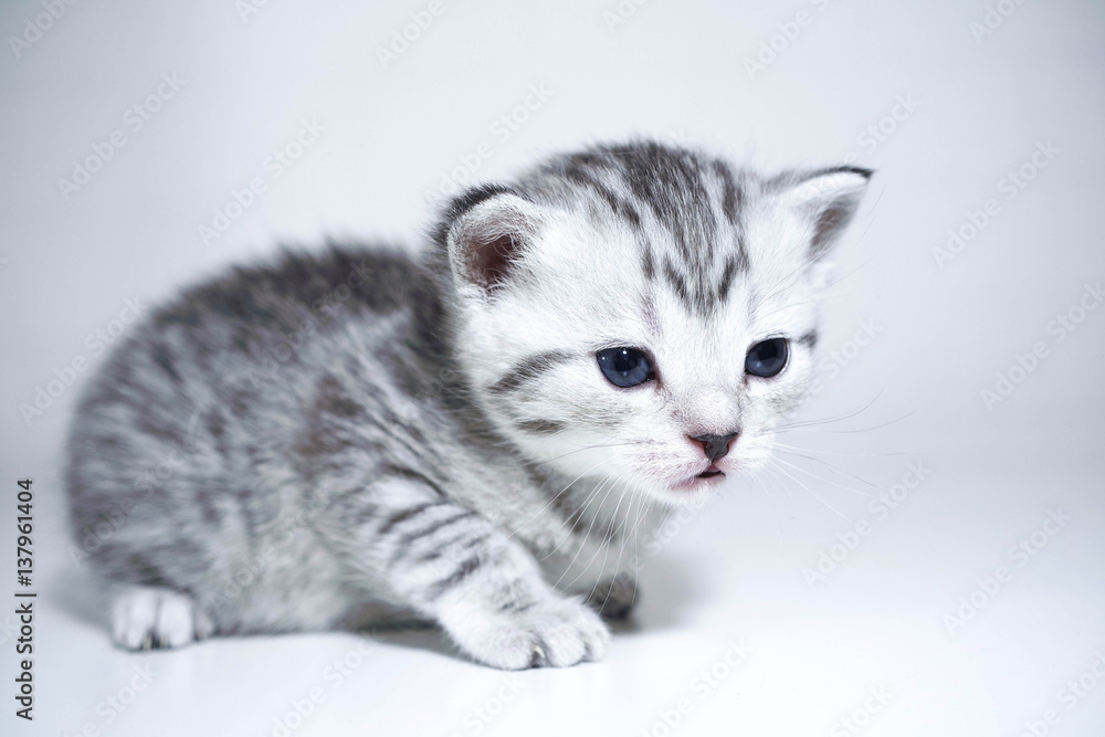 beautiful gray kitten on a white background beautiful gray kitten on a white background
