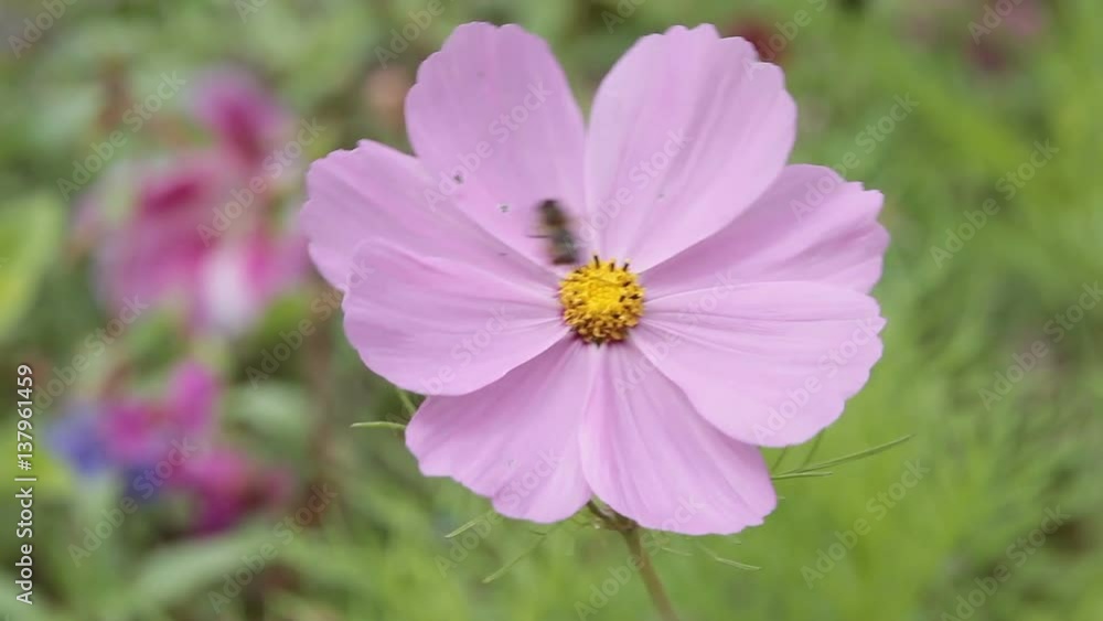 Bee Insect Flies Around Large Pink Flower Collecting Pollen Bee Insect Flies Around Large Pink Flower Collecting Pollen