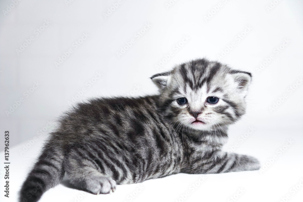Sweet small baby kitten striped kitten short-haired