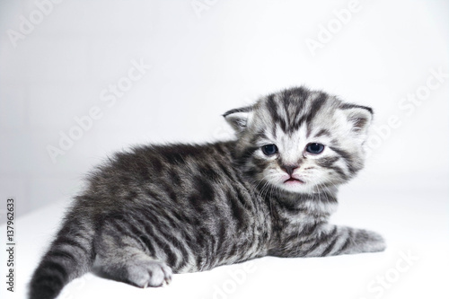 Sweet small baby kitten striped kitten short-haired