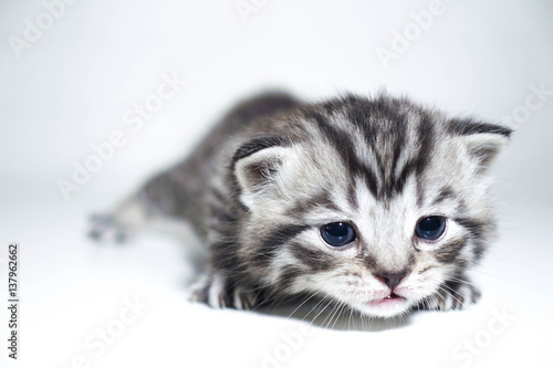 muzzle kitten striped baby portrait