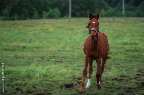Бегущая лошадь © vitaliybelozerov