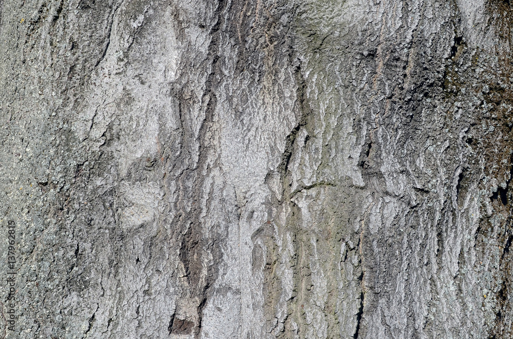 Obraz premium buchenrinde