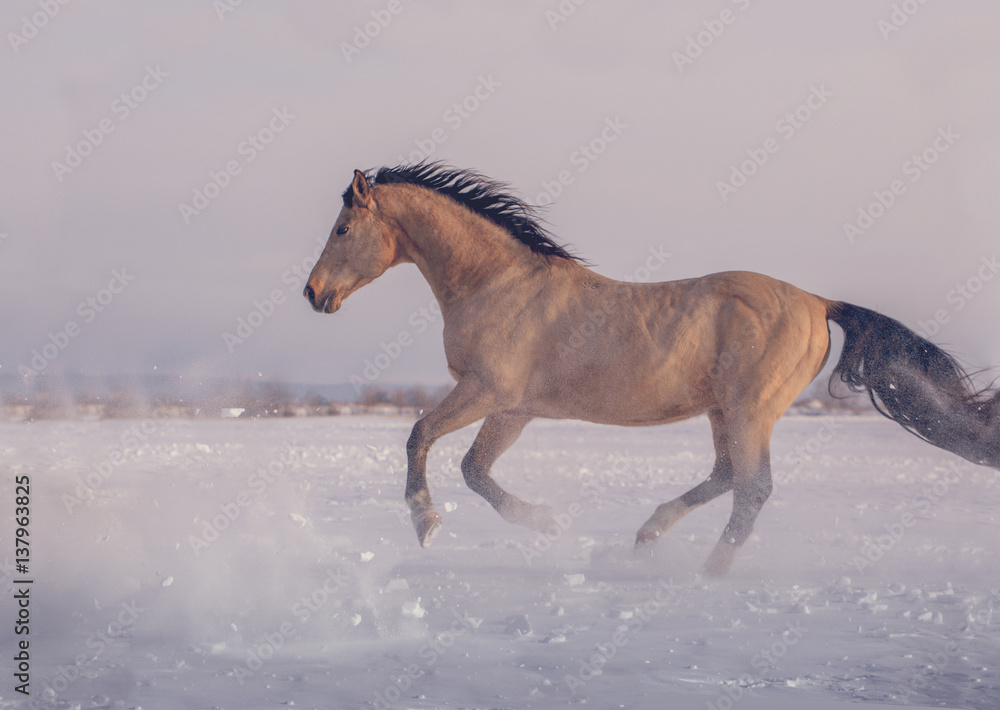 Buckskin stallion runs on snow in winter Buckskin stallion runs on snow in winter