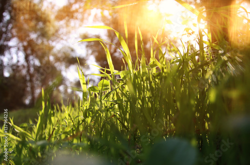 low angle view of fresh grass against sunlight