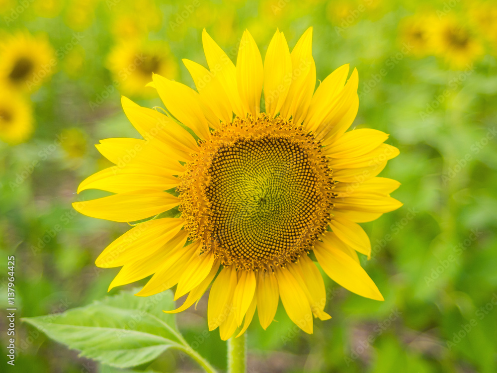 Close up sunflower and soft blur background Close up sunflower and soft blur background