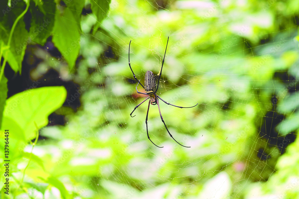 Black thin spider sitting and waiting on its prey in the middle of its web at daytime. Black thin spider sitting and waiting on its prey in the middle of its web at daytime.