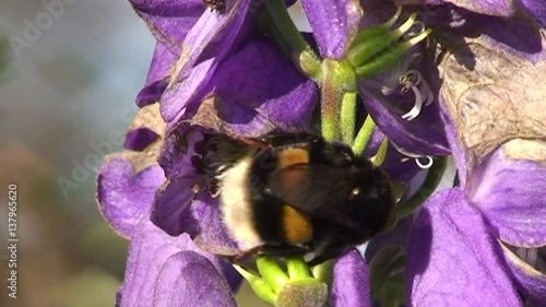 Tief bohrt sich die Hummel in die Eisenhutblüte (Großaufnahme) photo