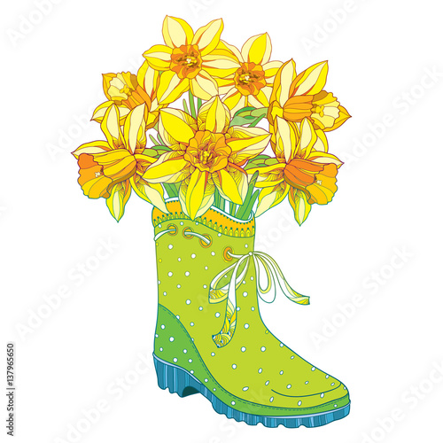 Vector bouquet with outline yellow narcissus or daffodil flower in the green rubber boot isolated on white background. Floral elements in contour style with narcissus and gumboot for spring design.