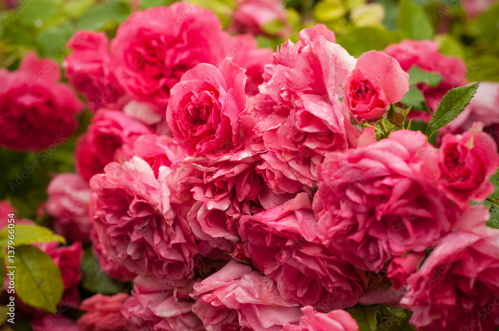 Pink roses with buds on a background of a green bush. Pink roses after rain. Pink roses with buds on a background of a green bush. Pink roses after rain.