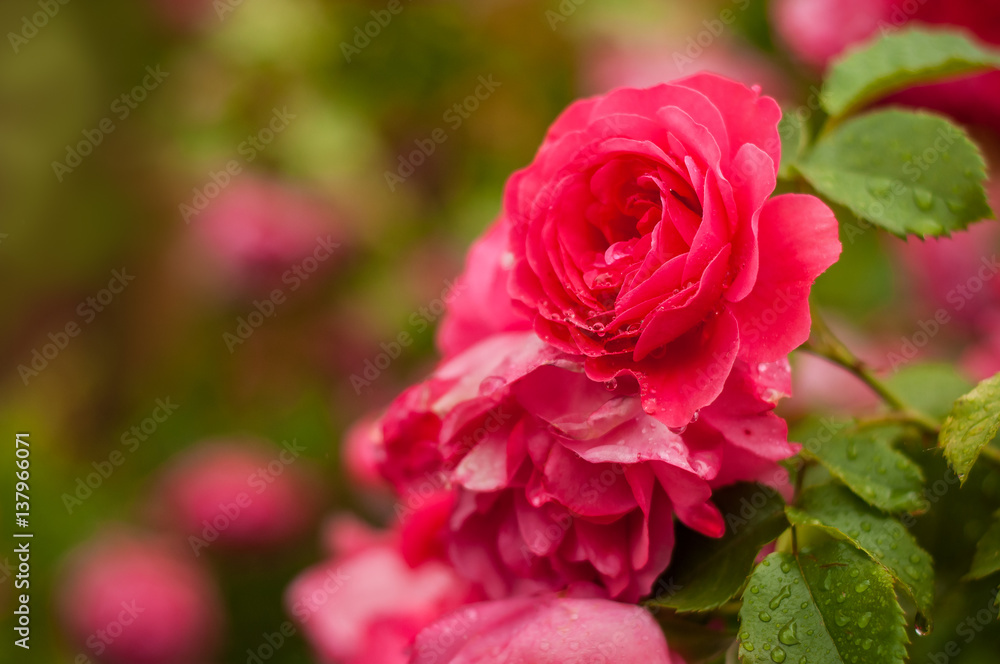 Pink roses with buds on a background of a green bush. Pink roses after rain. Pink roses with buds on a background of a green bush. Pink roses after rain.