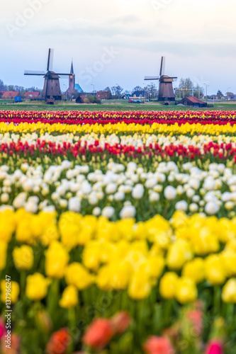 Windmills and Tulips, Holland