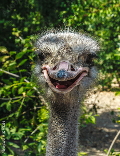 Portrait of a funny ostrich closeup outdoors with open mouth © Dmitry