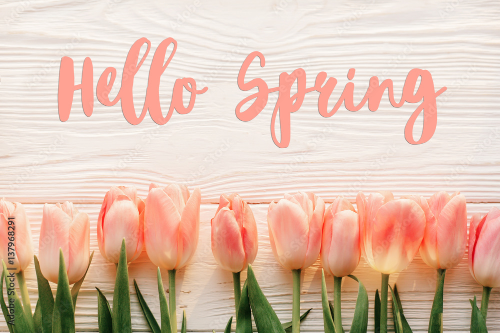Obraz premium Witaj wiosna tekst znak, piękne różowe tulipany na białym tle rustykalnym drewniane płaskie świeckich. kwiaty w miękkim słońcu rano z miejscem na tekst. koncepcja kartkę z życzeniami