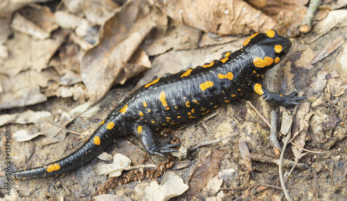 Fire salamander on the ground in forest closeup