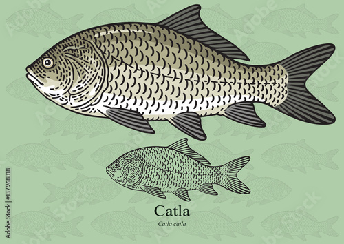 Catla. Vector illustration for artwork in small sizes. Suitable for graphic and packaging design, educational examples, web, etc.