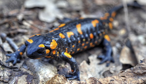 Fire salamander on the ground in forest closeup