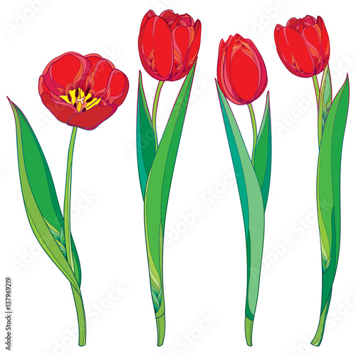Fototapeta Naklejka Na Ścianę i Meble -  Vector set with outline red tulips flowers and green leaves isolated on white. Template with ornate floral elements for spring design, greeting card, invitation. Tulip flower in contour style.