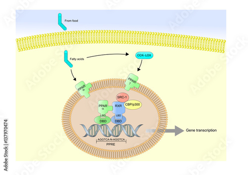 PPARs (peroxisome proliferator-activated receptors) and their actions.