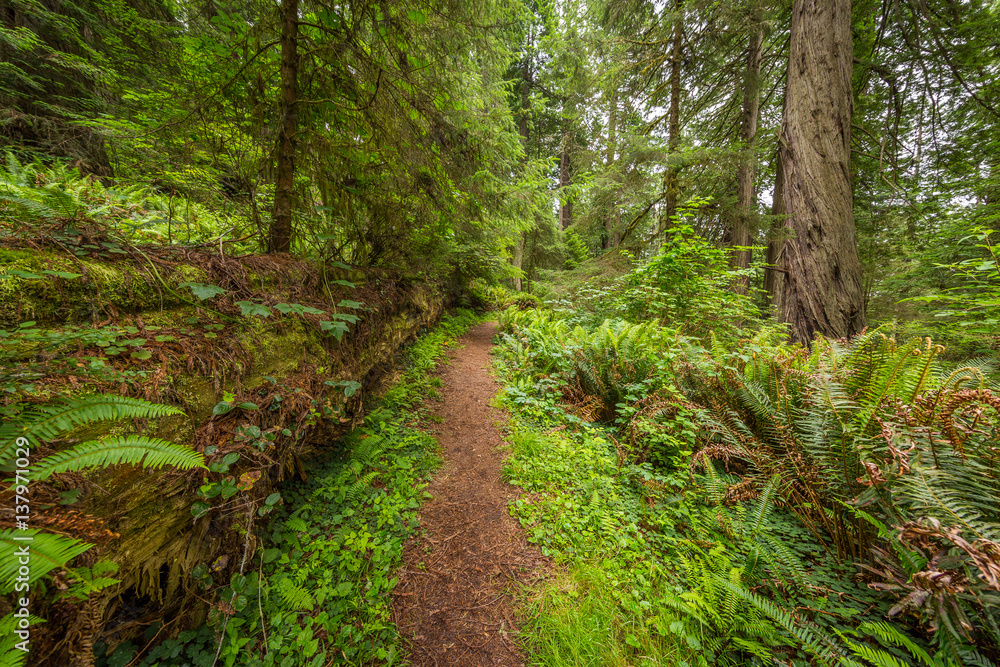 The narrow path among old sequoias in the forest. BERRY GLEN TRAIL, Redwood National and State parks. USA The narrow path among old sequoias in the forest. BERRY GLEN TRAIL, Redwood National and State parks. USA