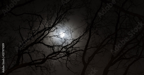 full moon as the night scenery, among branches in the moonlight