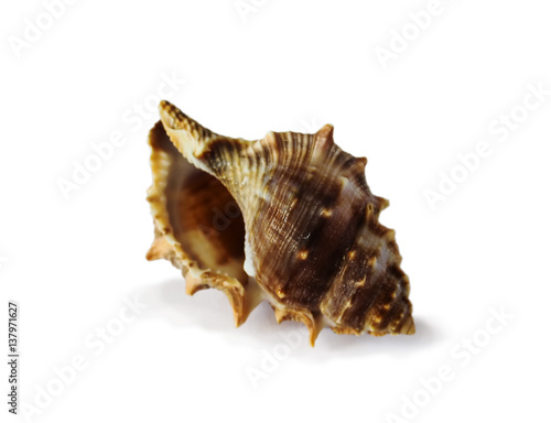 Beautiful sea shell isolated on white background