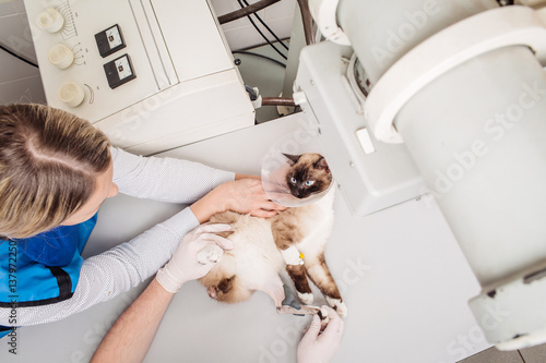 Fototapeta Naklejka Na Ścianę i Meble -  Doctor examining cat in x-ray room.