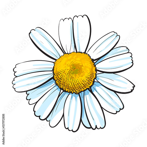 Open chamomile blossom, top view, sketch style vector illustration isolated on white background. Realistic top view hand drawing of wild chamomile, field flower
