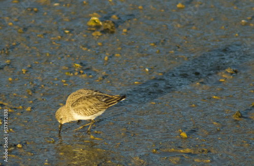 Grey Plover - Pluvialis squatarola photo