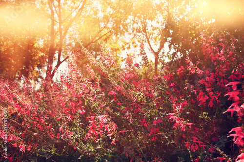 abstract dreamy photo of spring wildflowers