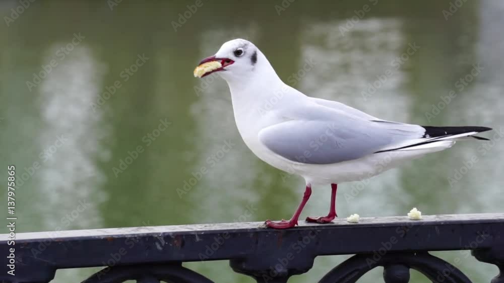 Gull on iron railing on river in cloudy day and big cityscape background. Bird eating bread. Gull on iron railing on river in cloudy day and big cityscape background. Bird eating bread.