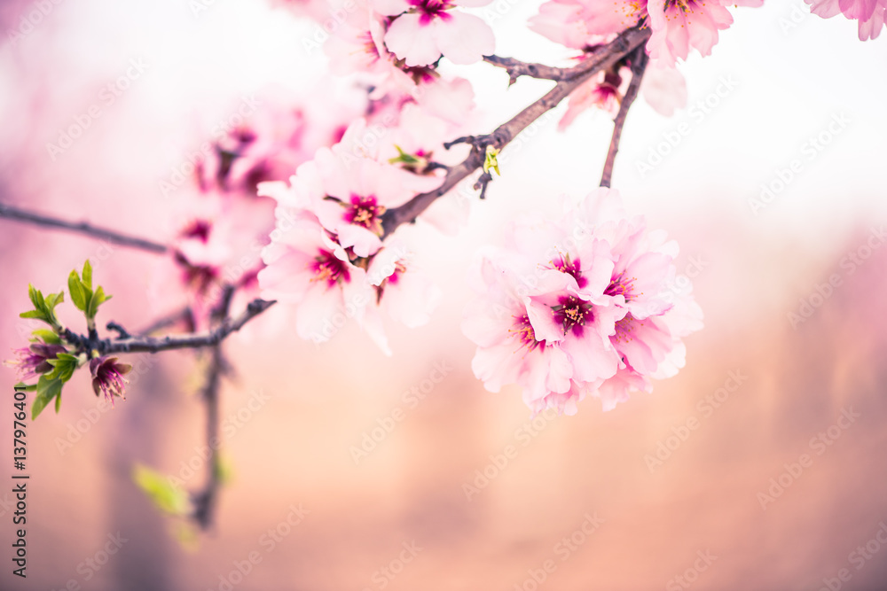 Spring blossom orchard. Abstract blurred background. Spring blossom orchard. Abstract blurred background.