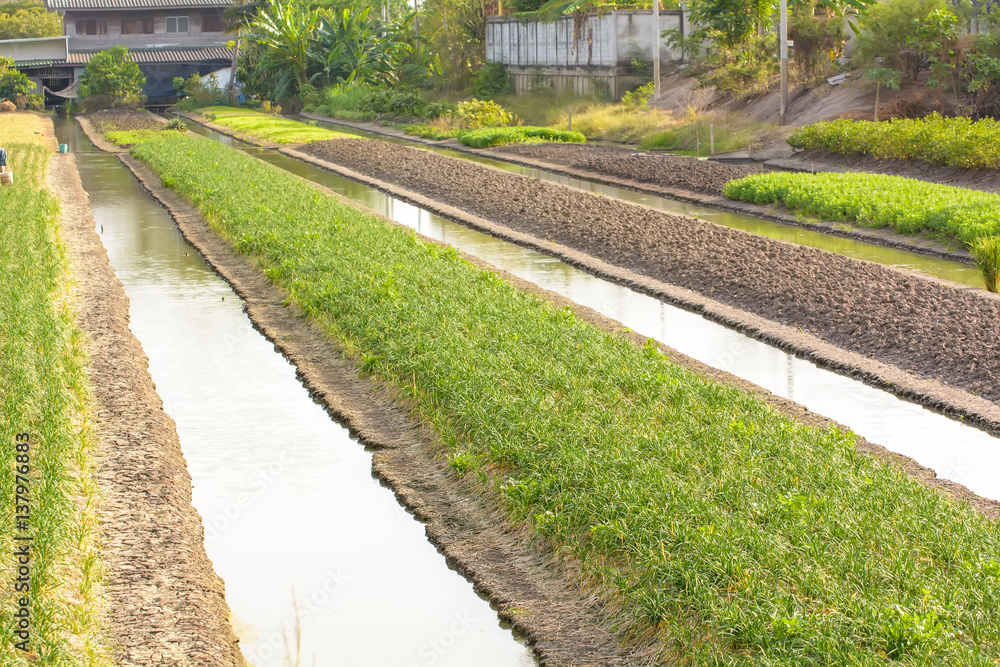 Fototapeta premium Small rice field for family eating. Not for trading.