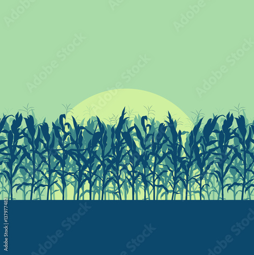 Corn field evening or morning light landscape vector