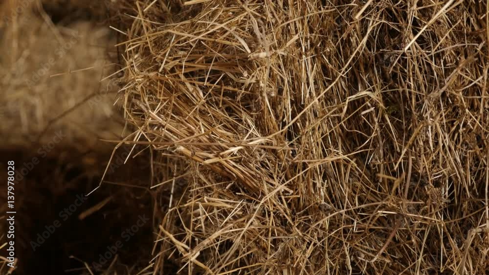 Arranged stacks of baled hay in curing process 4K 2160p 30fps UltraHD tilting footage - Winter animal food rectangular bales in the barn slow tilt 3840X2160 UHD video Arranged stacks of baled hay in curing process 4K 2160p 30fps UltraHD tilting footage - Winter animal food rectangular bales in the barn slow tilt 3840X2160 UHD video