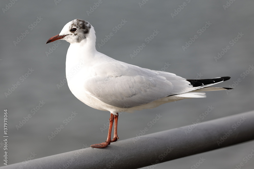 seagull seagull