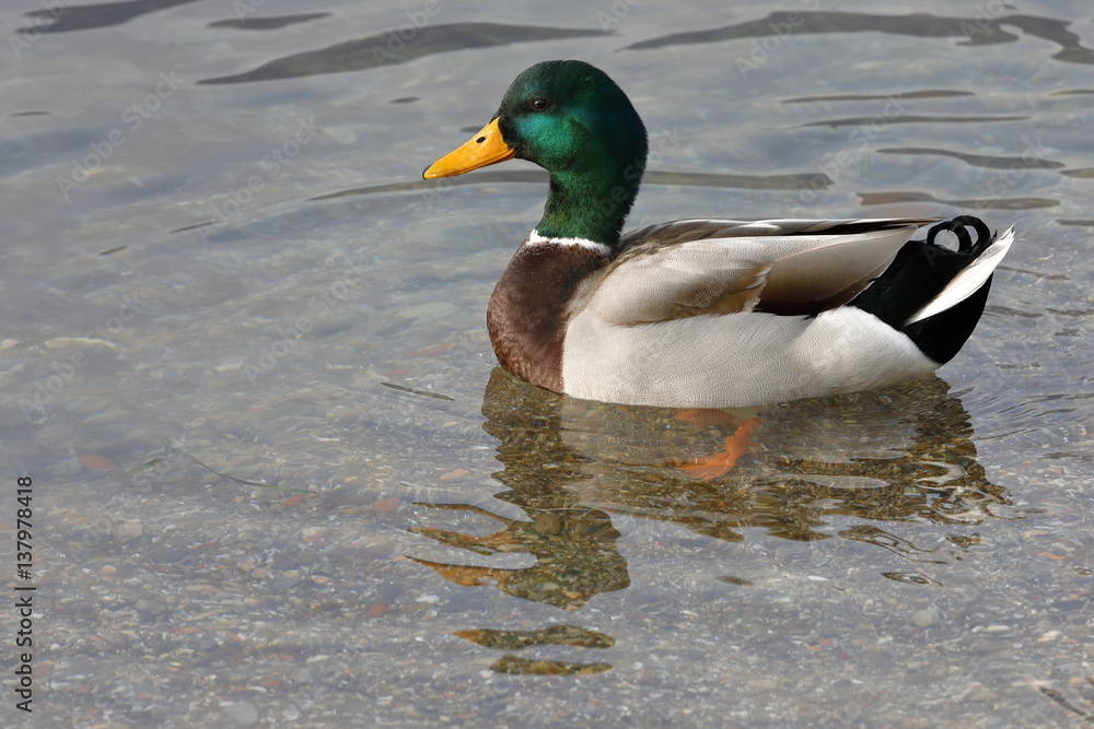 Obraz premium mallard
