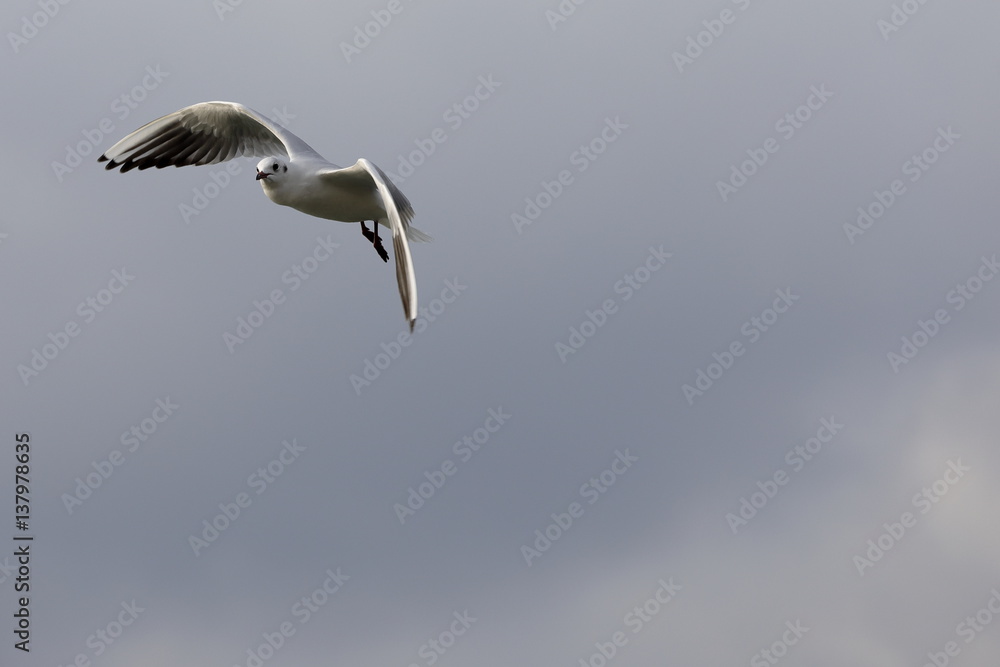 Obraz premium seagull in flight
