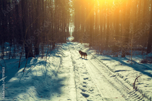 Dog walking in snowy forest in winter at sunset. © vvvita