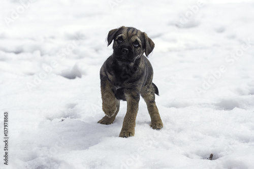 Border terrier puppy