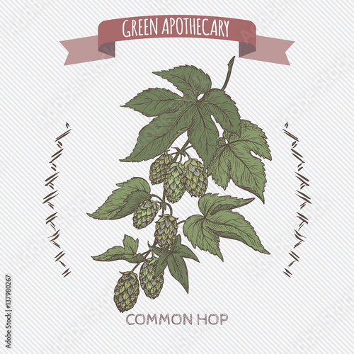 Humulus lupulus aka common hop color sketch.