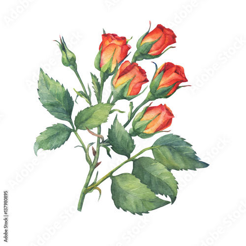 A single branch of red-orange mini roses with green leaves and bud. Hand drawn watercolor painting   isolated on white background.