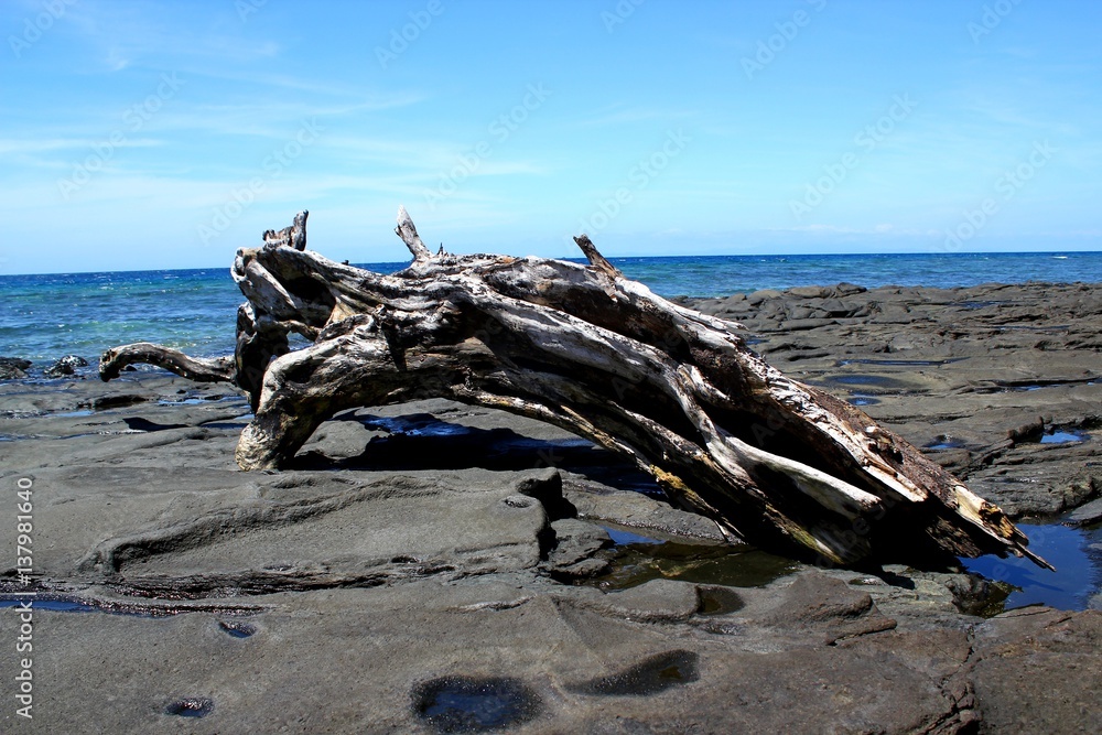 Vertrocknetes Stück Holz / Treibgut auf Fels am Strand und Blick aufs Meer Vertrocknetes Stück Holz / Treibgut auf Fels am Strand und Blick aufs Meer