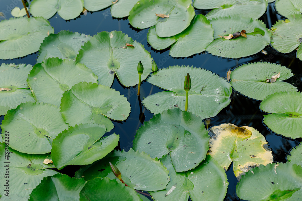 Lotus leaf in the lotus pond in a sunny day