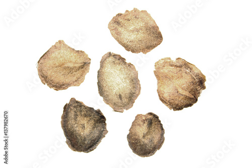 Seeds of cup-and-saucer vine plant. Seeds of Cobaea scandens on white background